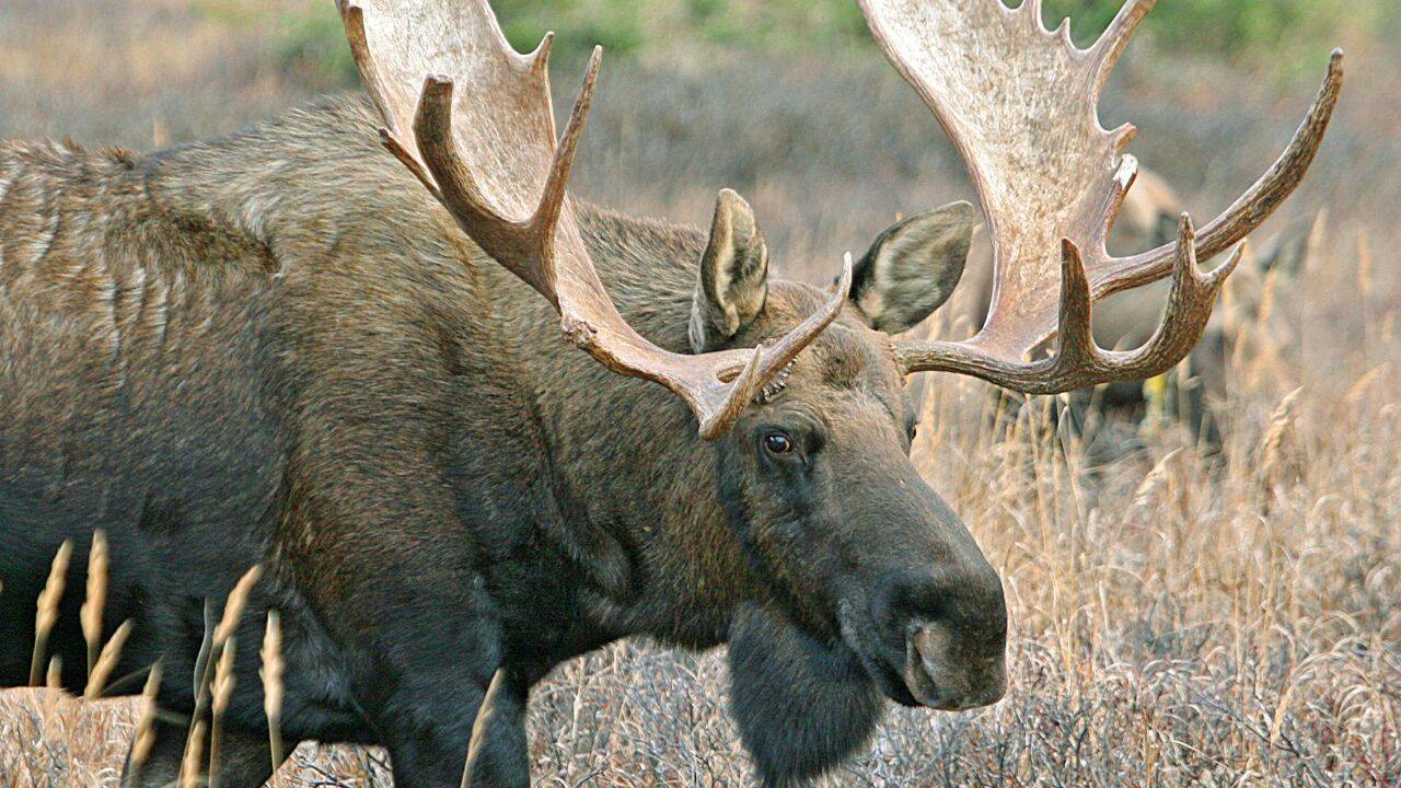 Alaska Moose