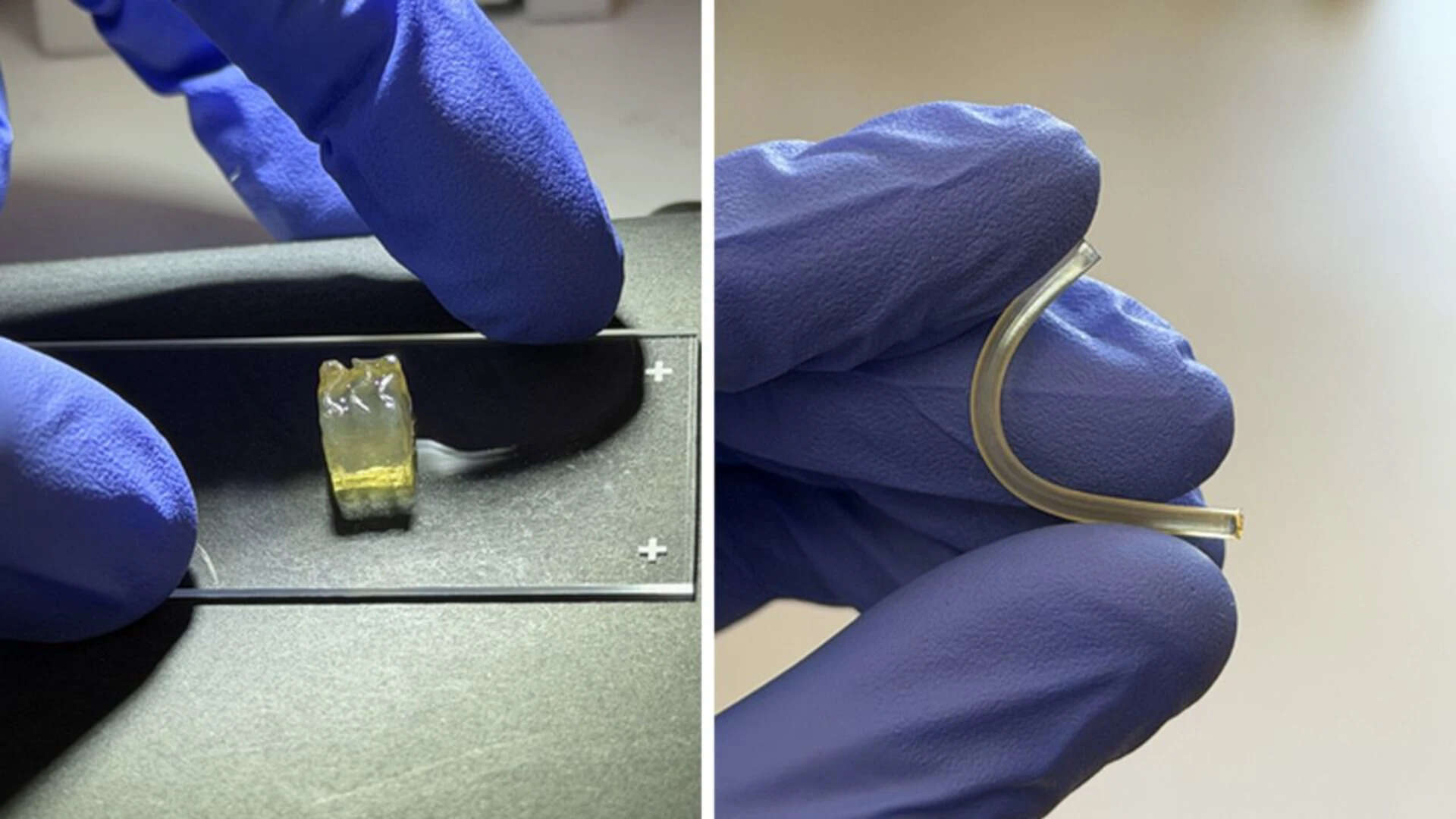 Scientists create liver and kidney tissues in space for the first time