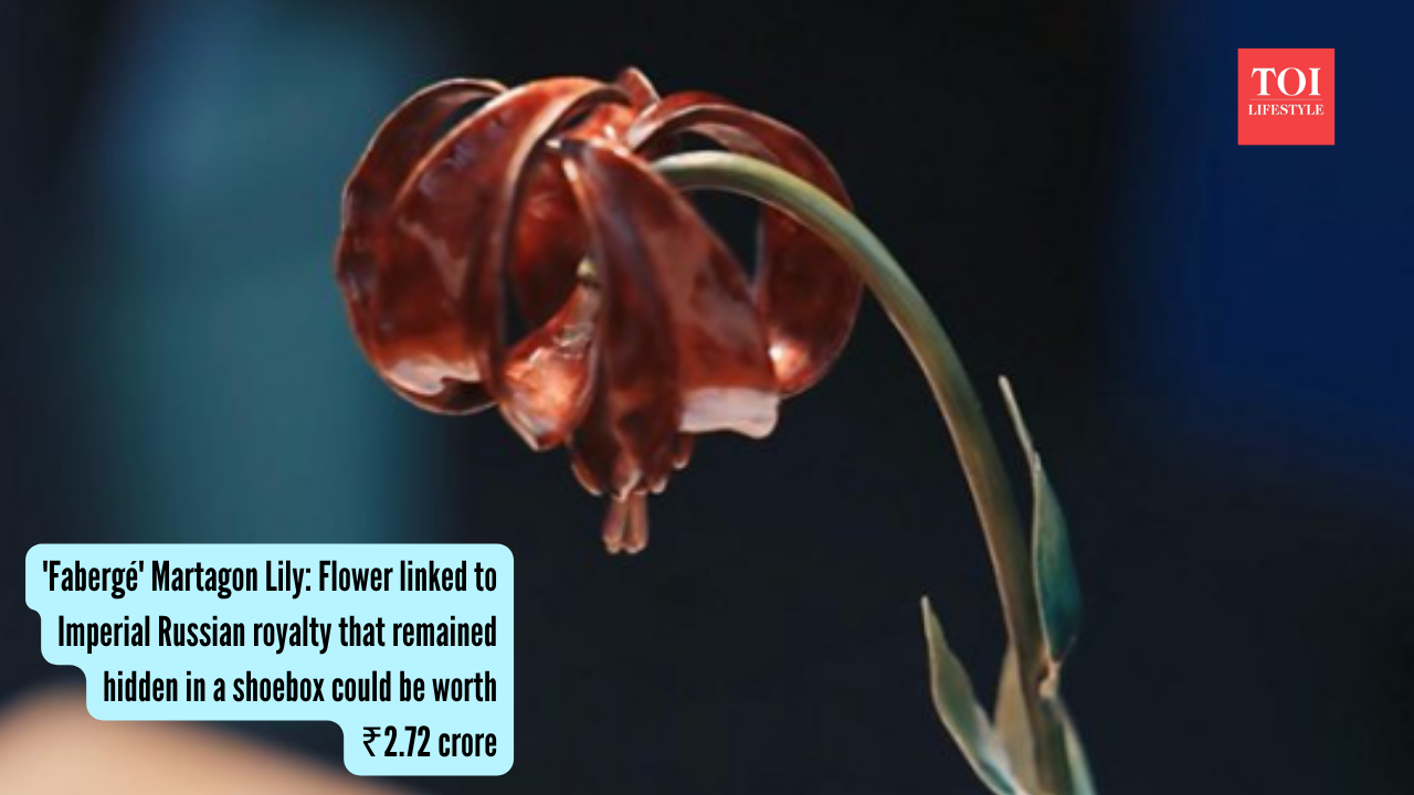 'Fabergé' Martagon Lily: Flower linked to Imperial Russian royalty that remained hidden in a shoebox could be worth ₹2.72 crore