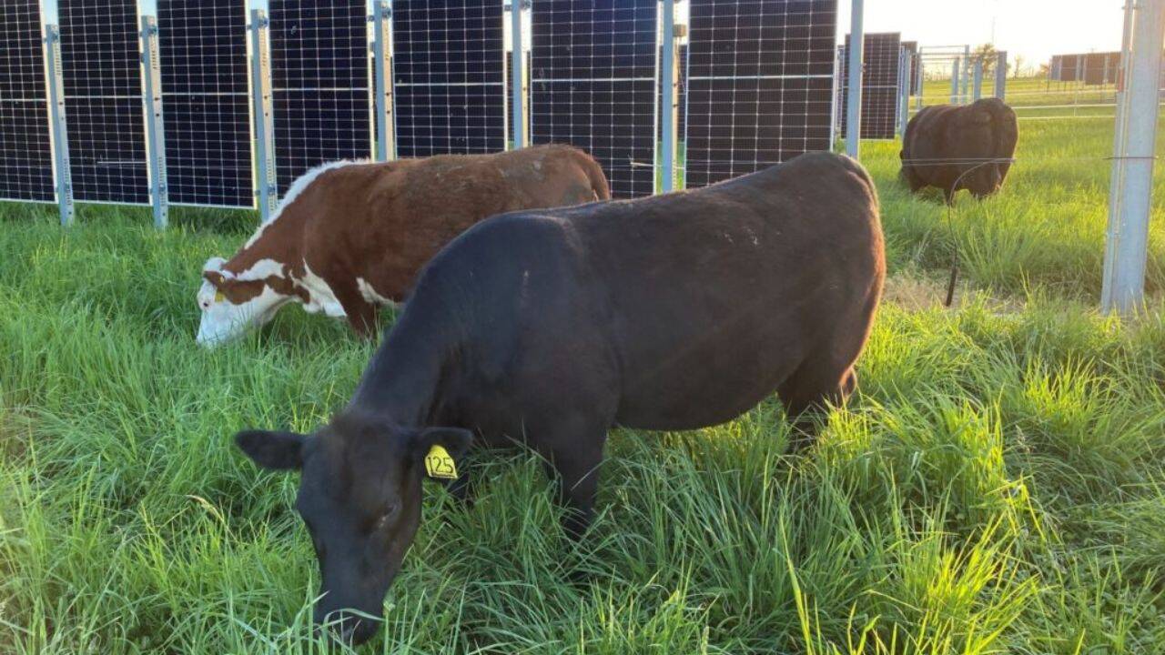 How Blossom, Misty and Flurry are helping scientists study cattle behaviour