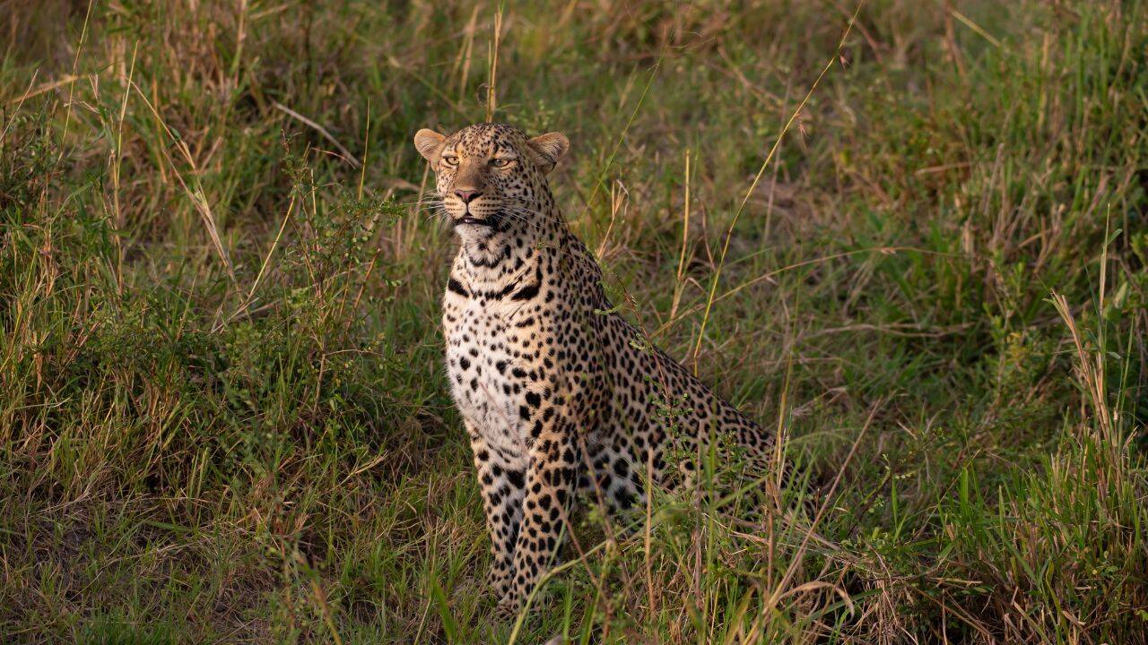 Leopard (Representative image)