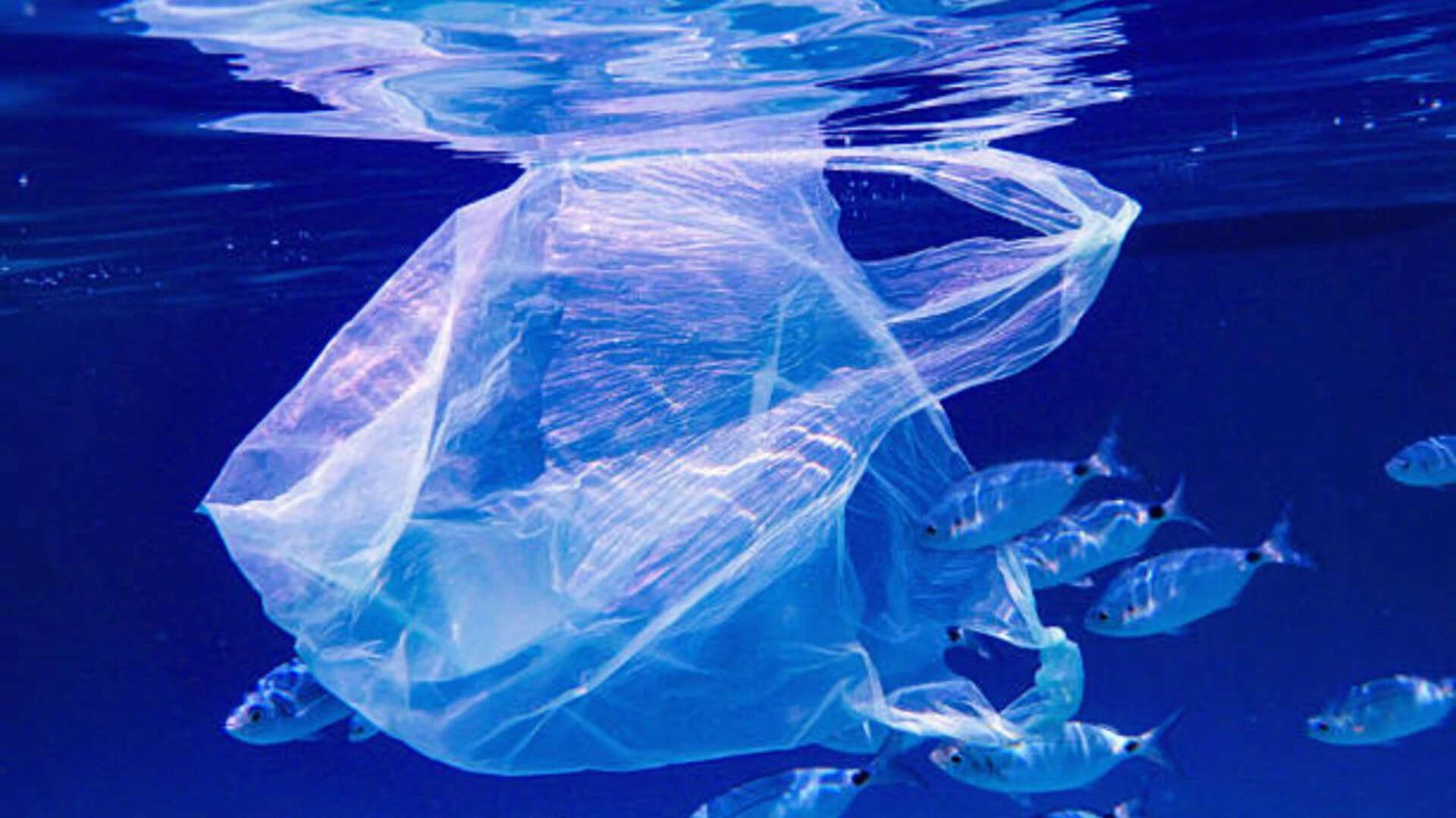 Microplastics reach remote ecosystem as Indian Ocean animals show high levels