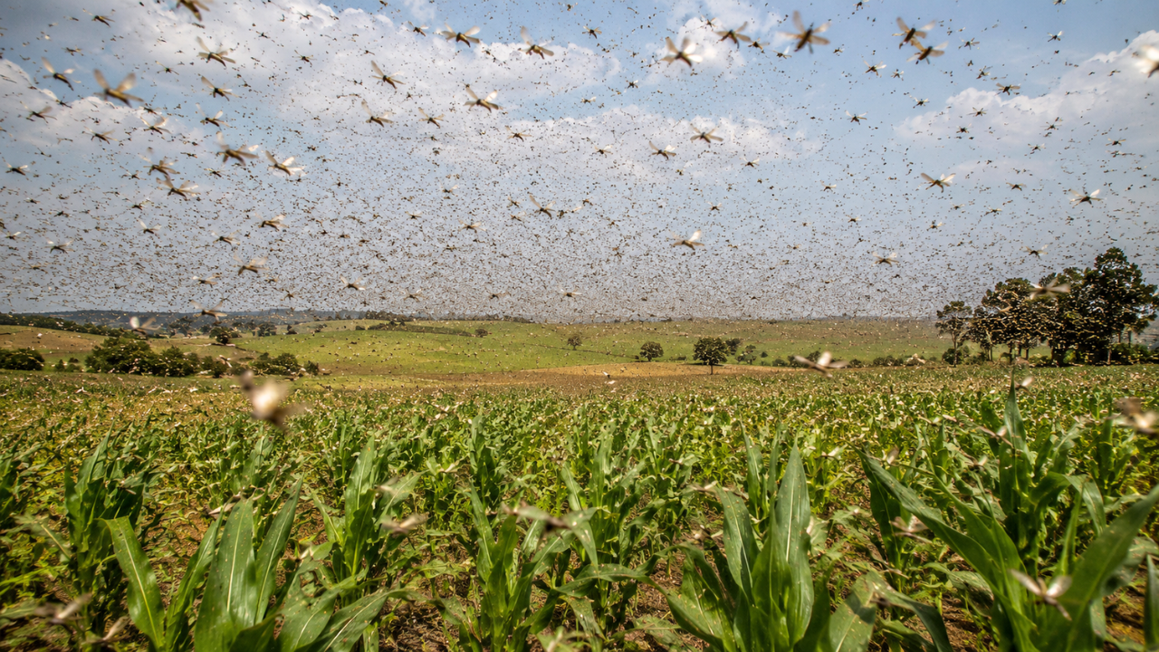 A campaign eliminated billions of sparrows to protect crops in 1958; the birds' disappearance accidentally triggered one of history's most devastating locust plagues