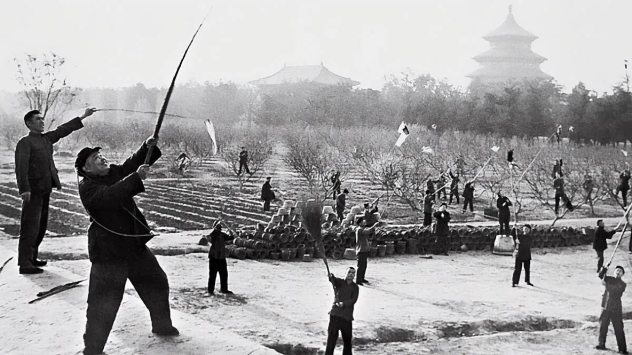 A campaign eliminated billions of sparrows to protect crops in 1958; the birds' disappearance accidentally triggered one of history's most devastating locust plagues