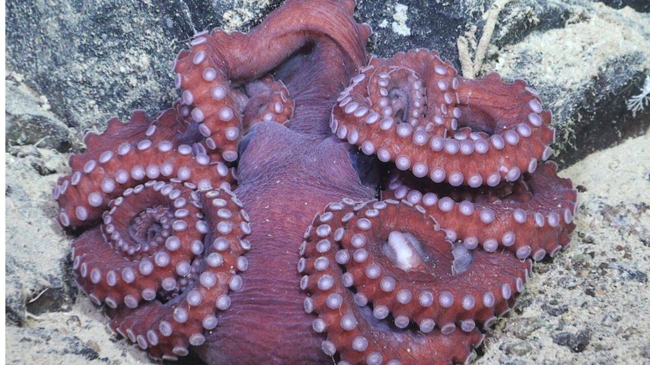 An octopus rests on the seafloor at a depth of 1,150 meters in the Bellingshausen Sea, Antarctica