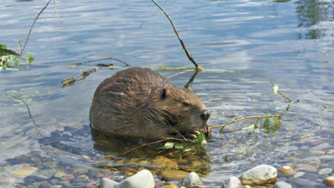 In 1980, Mount St Helens buried a river valley in volcanic sediment. Then 58 beavers helped turn the wasteland into a thriving wetland