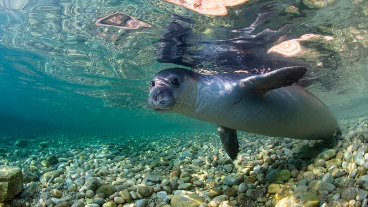 From prison to paradise: Once a dreaded prison island, this remote haven in Greece is now protecting one of the world's rarest seals