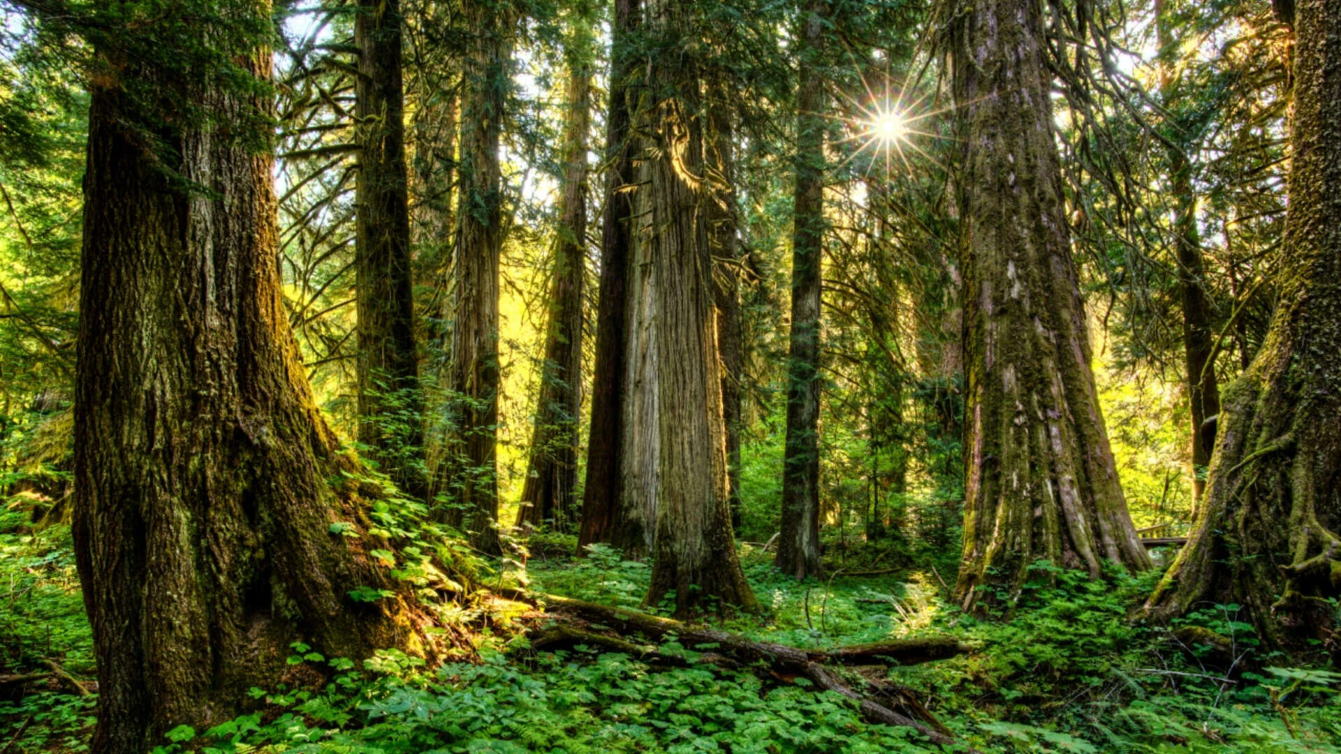 American forestland