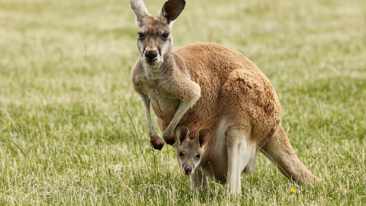 Newborn kangaroos develop arms early so they can crawl to the pouch