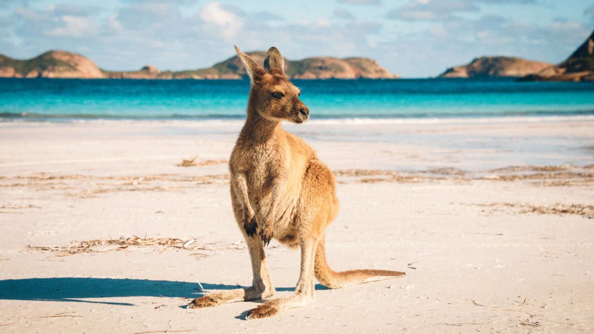Kangaroo