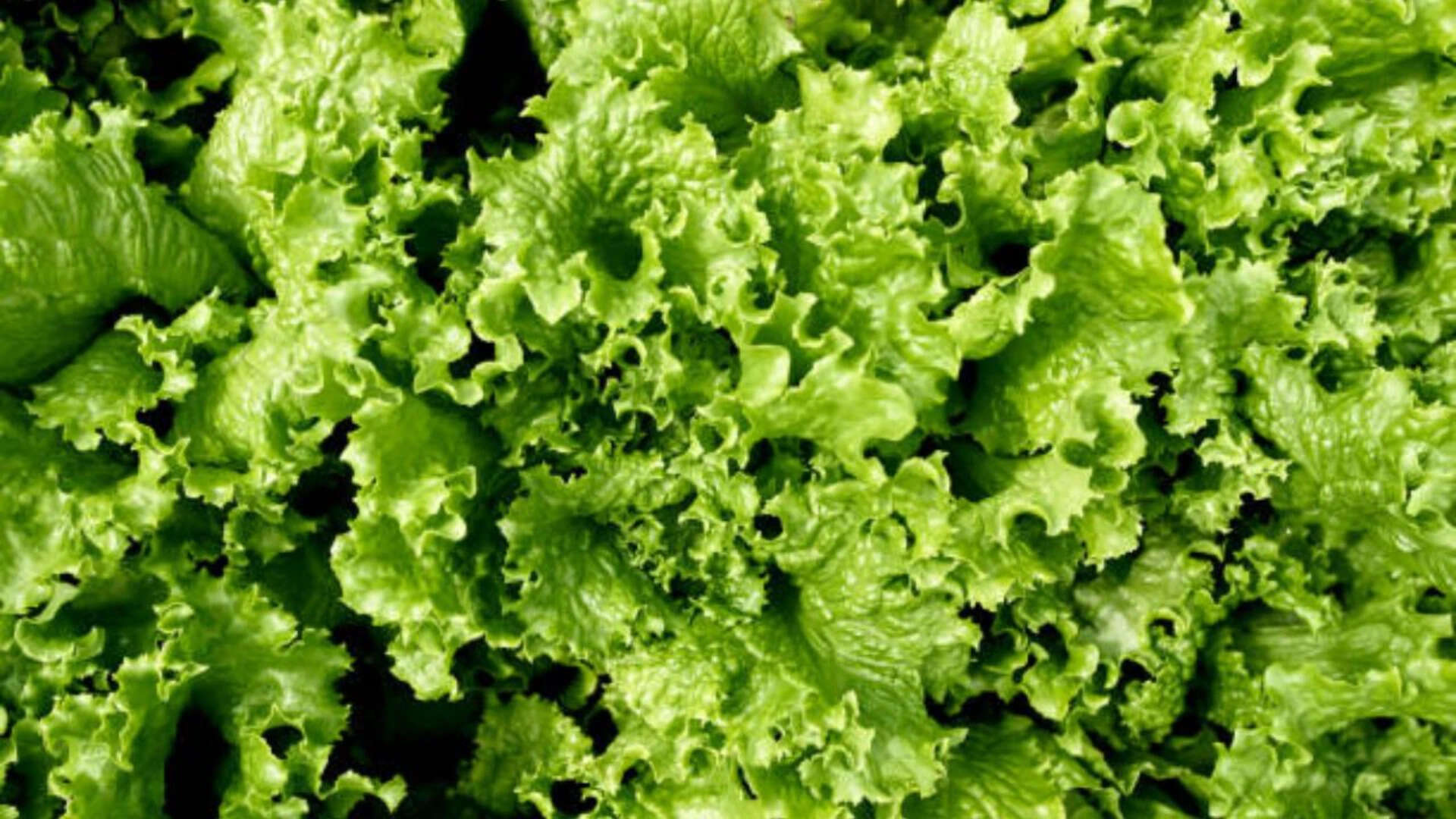 How to prevent Cyclospora infection?