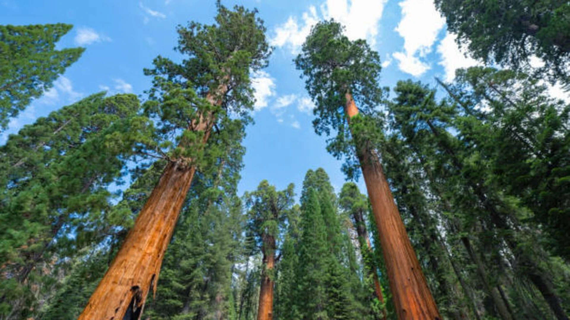 Giant sequoias