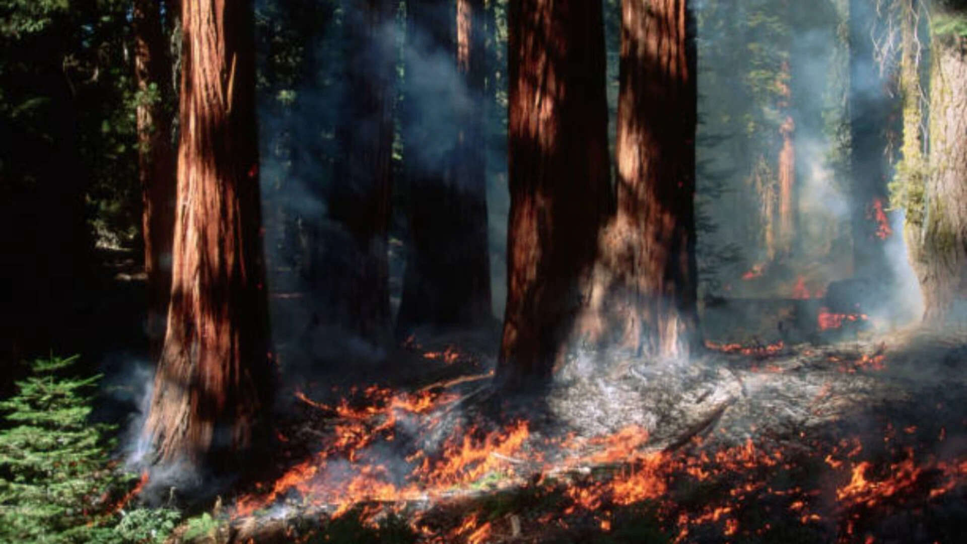 Restoring sequoia trees