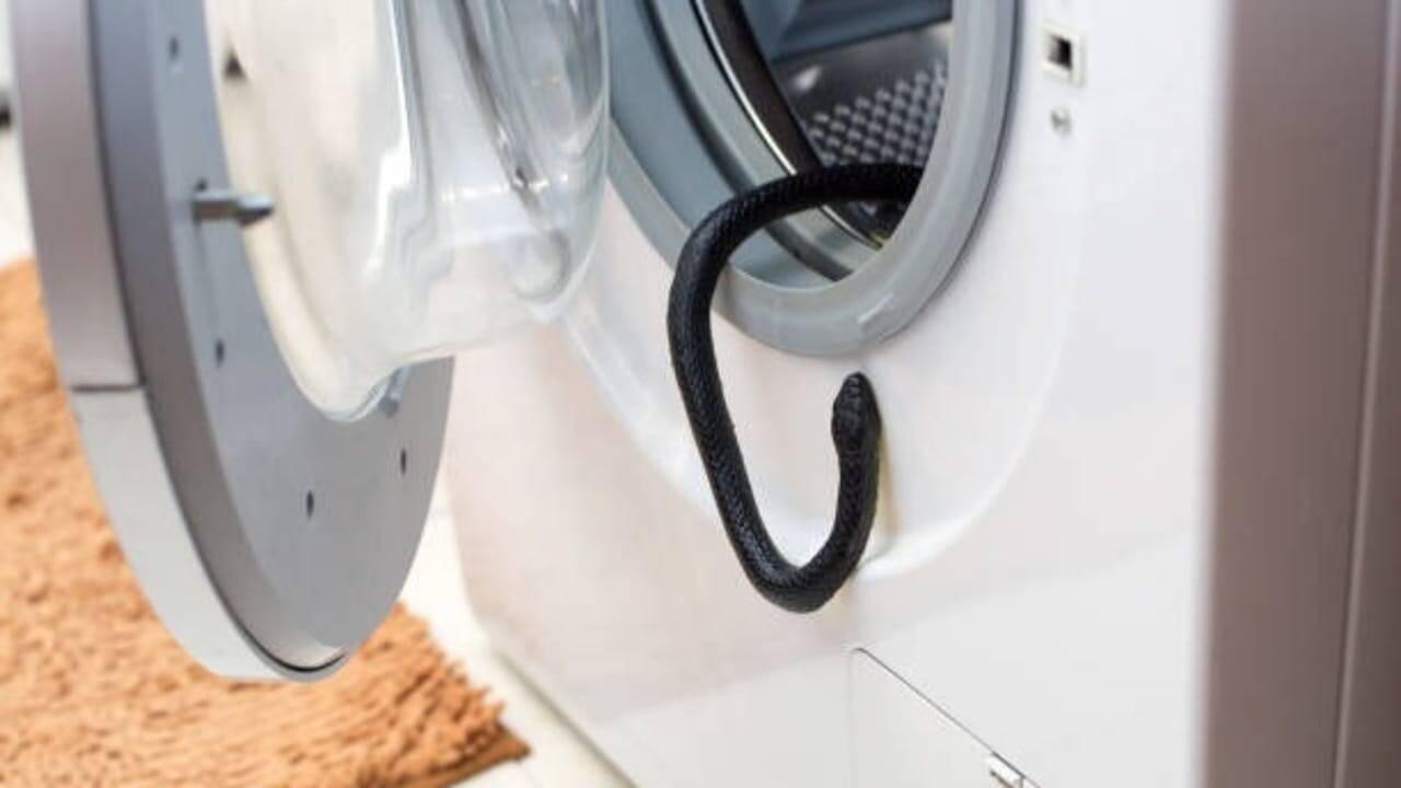Snake in the washing machine? 7 Practical ways to keep snakes away from household items