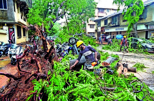 BMC prunes, removes fallen trees at 3,841 locations across Mumbai after damage due to heavy rain