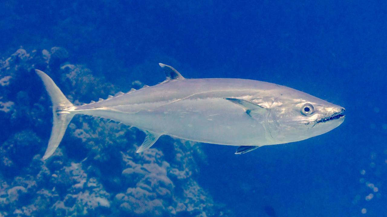 Tuna’s speed and warm blood evolved over 50M years, not from dinosaur asteroid