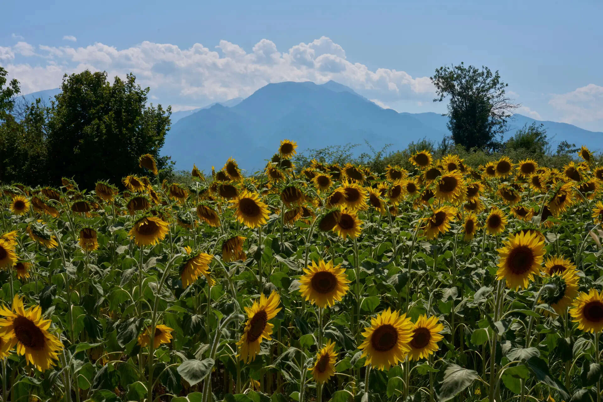 Sunflowers bloom in Kalyvia Varikou, near Litochoro in northern Greece, backdropped by Mount Olympus, Wednesday, July 15, 2026. (AP Photo/Petros Giannakouris) Greece UNESCO Mount Olympus