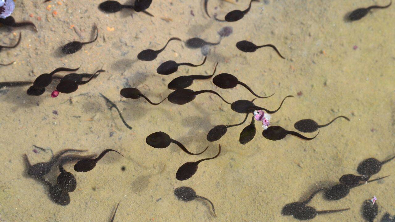Tadpoles (Representative image)