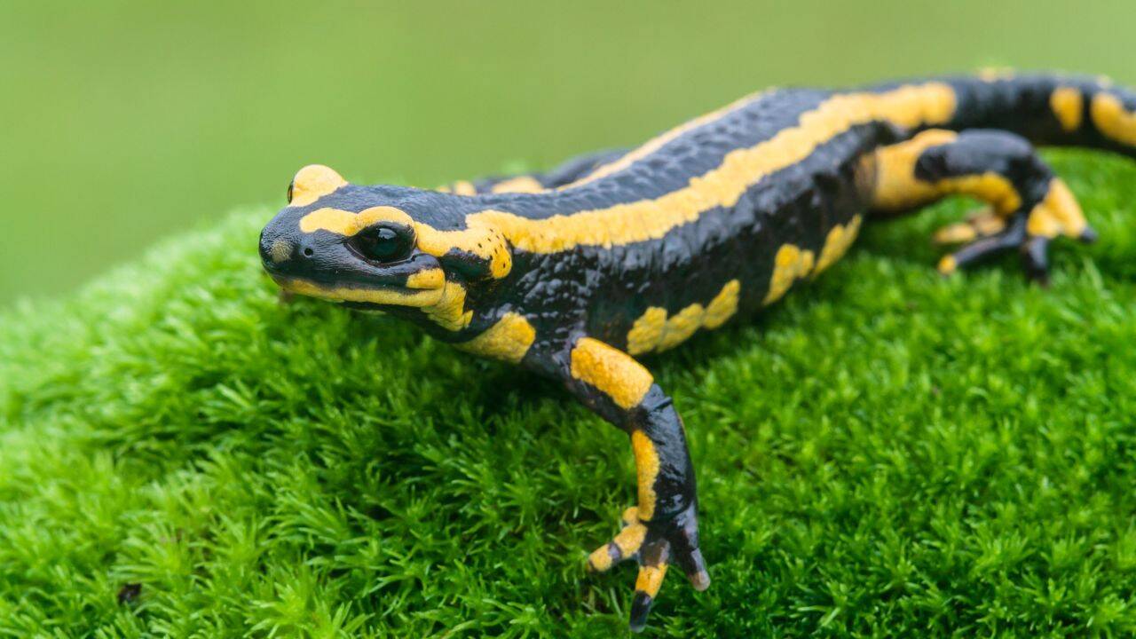 Salamander (Representative image)