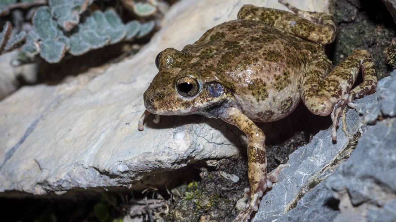 Frog (Representative image)