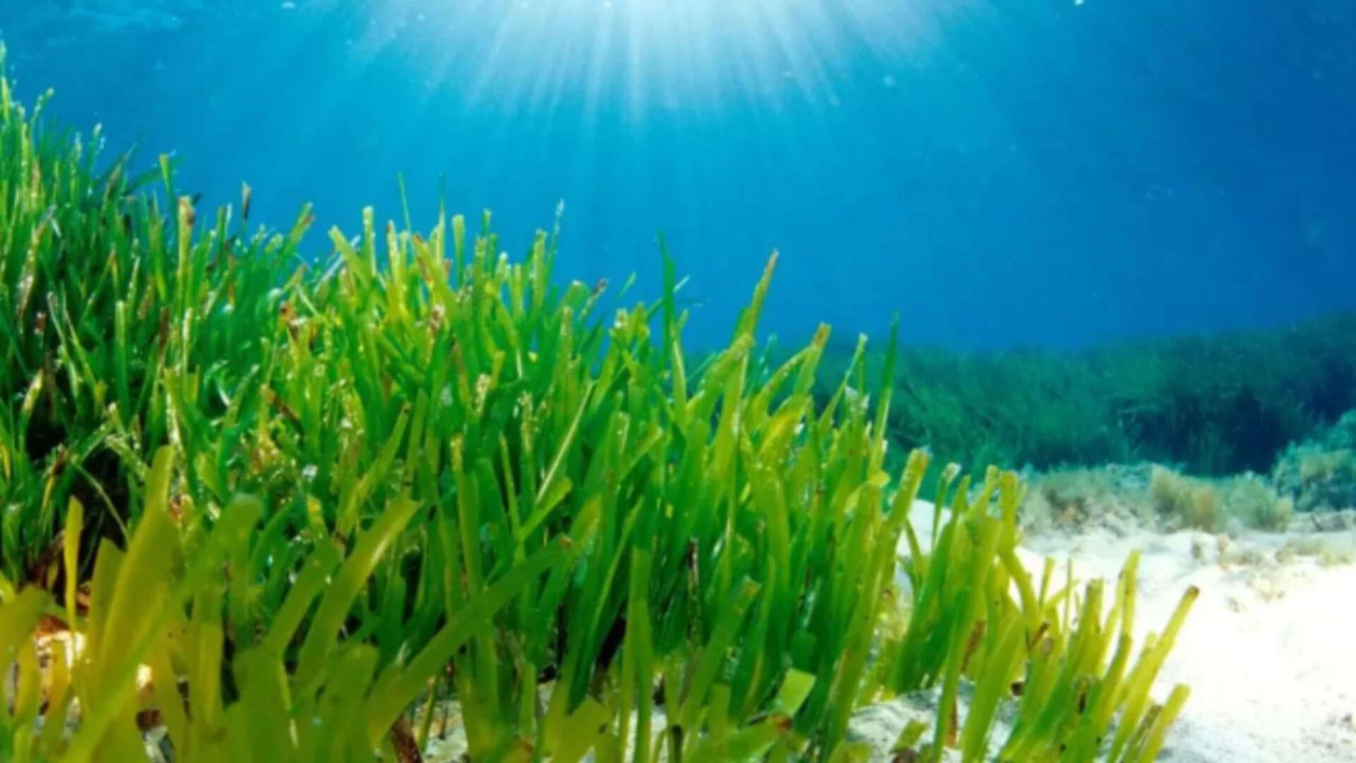 The Secret Architecture of Light at the Bottom of the Sea