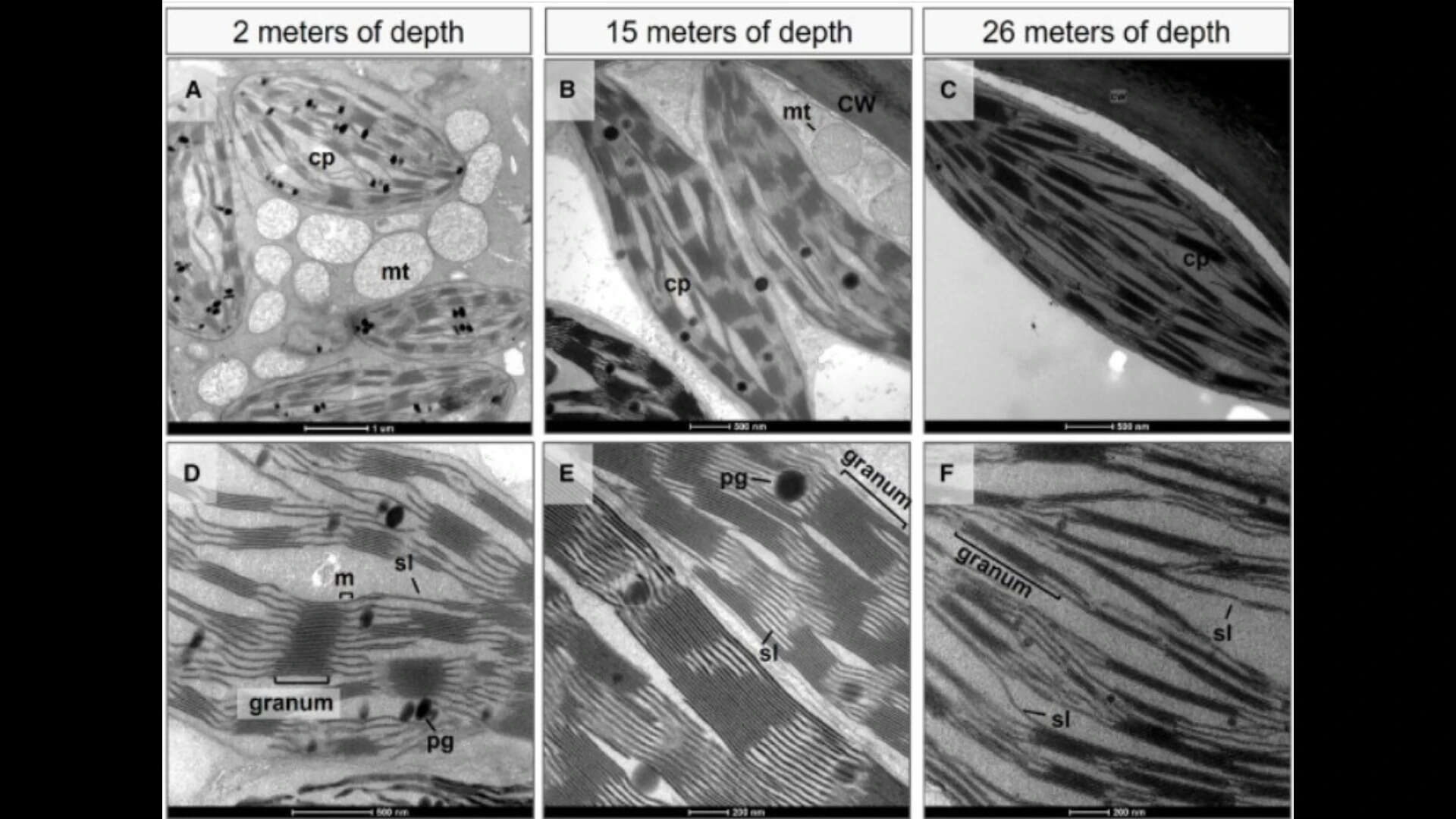 Images show how Posidonia oceanica reshapes its leaf cells as light decreases with depth. .