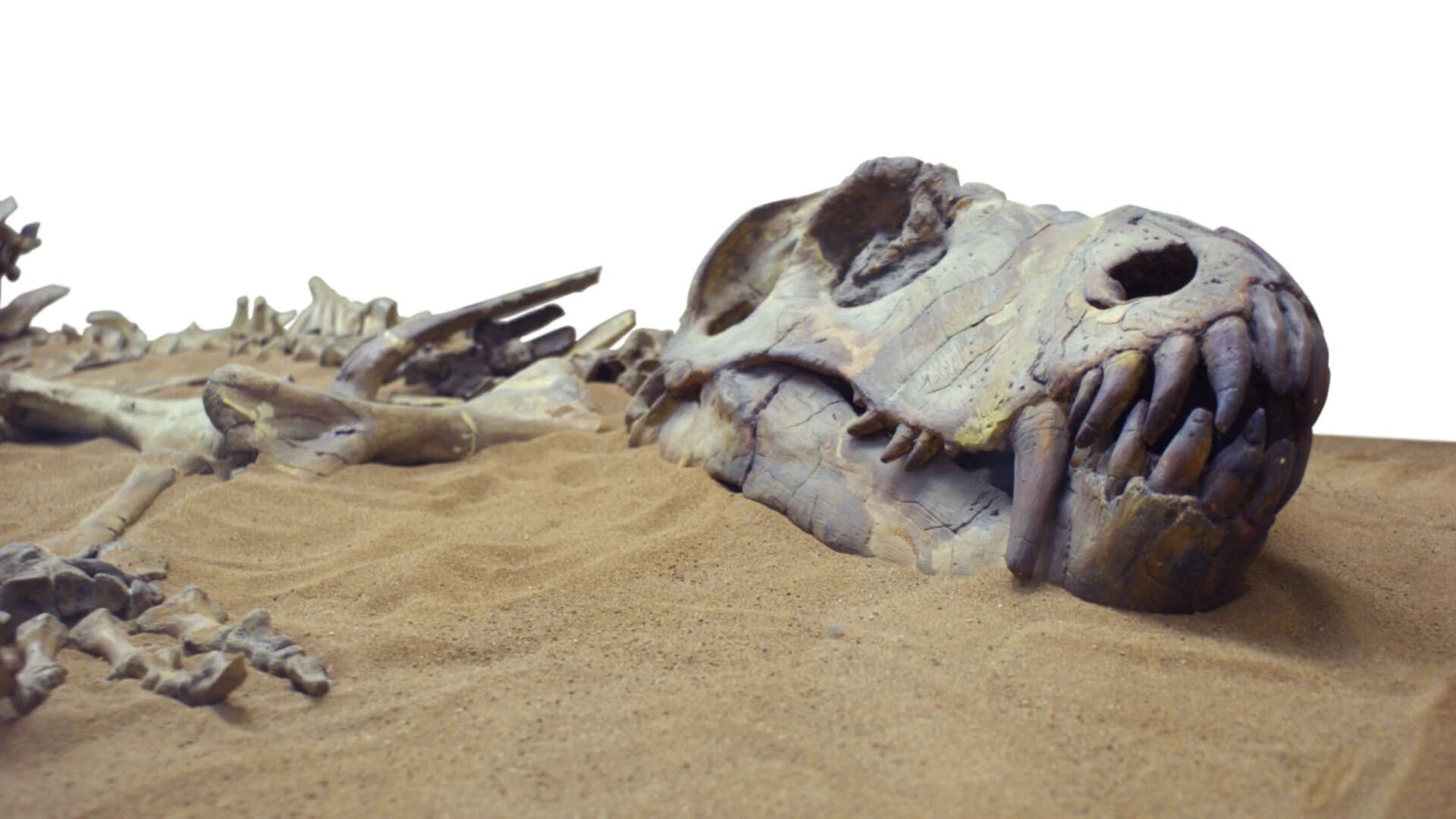 Fossilized dinosaur bones and skull