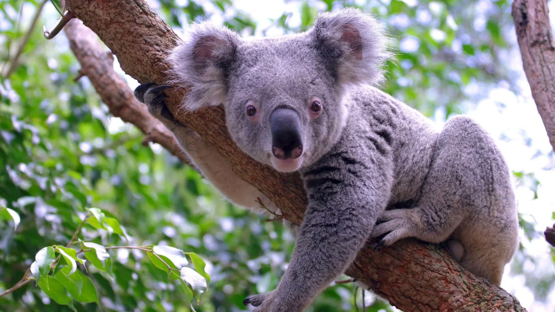 What Most People Get Wrong About The History Of Koalas