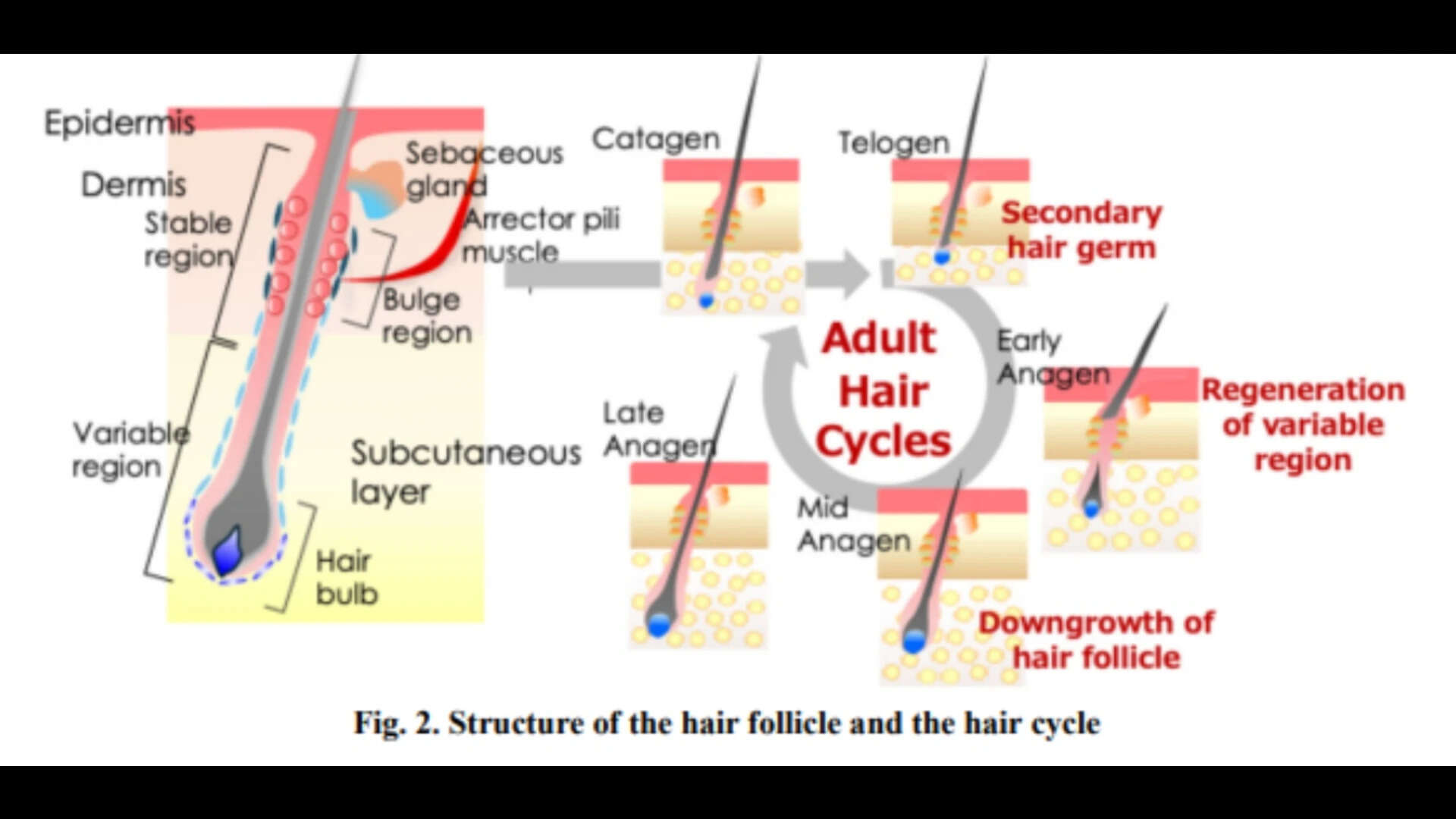 hair follicle growth cycle