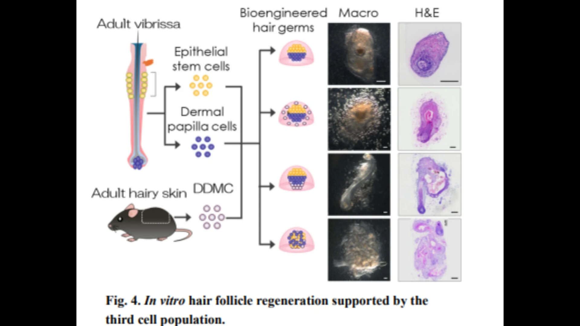 in vitro hair follicle regeneration