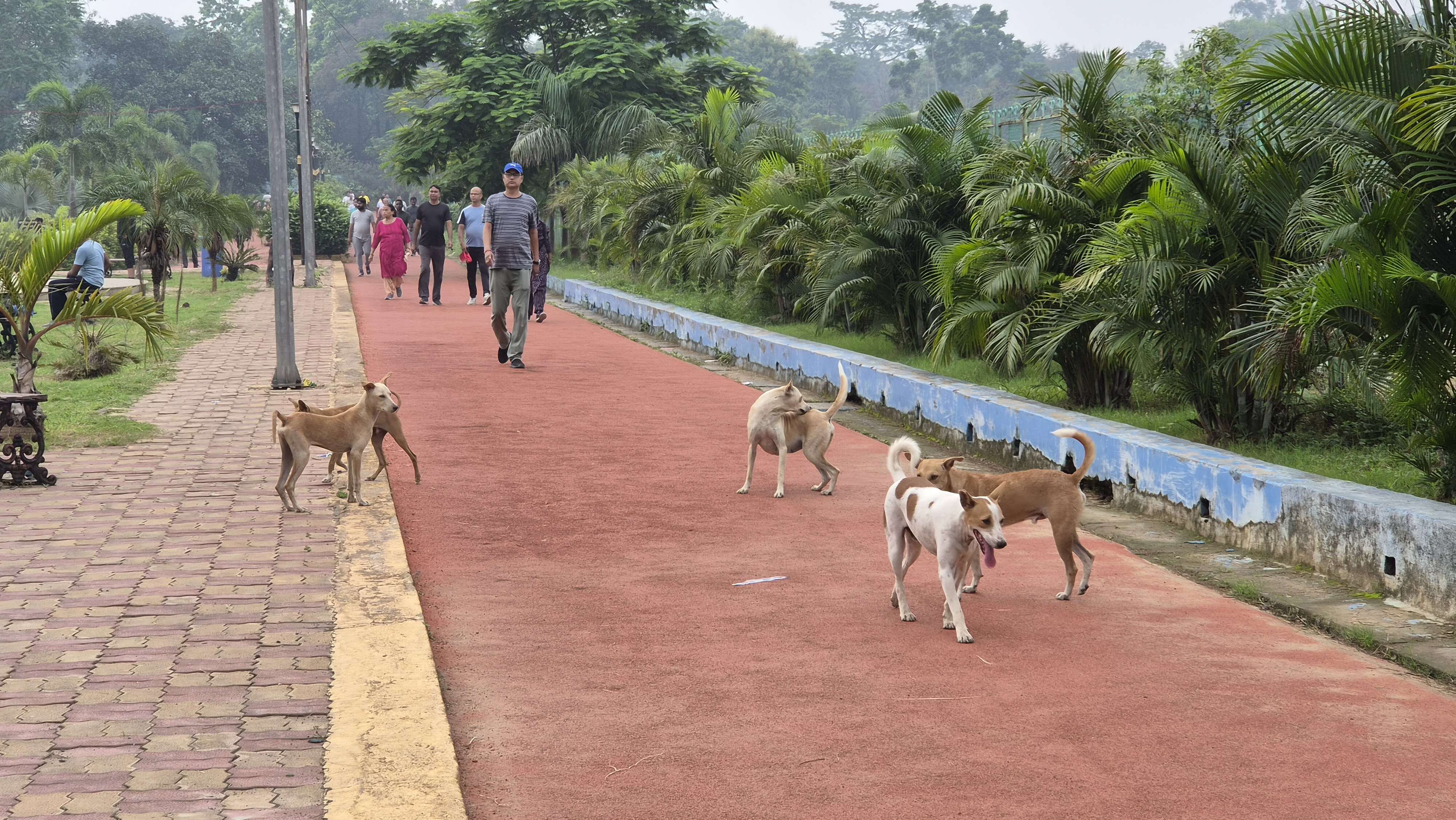 be6b897e-23dc-4e2e-86a5-faa70ba8e9a9_Stray_Dogs.jpg