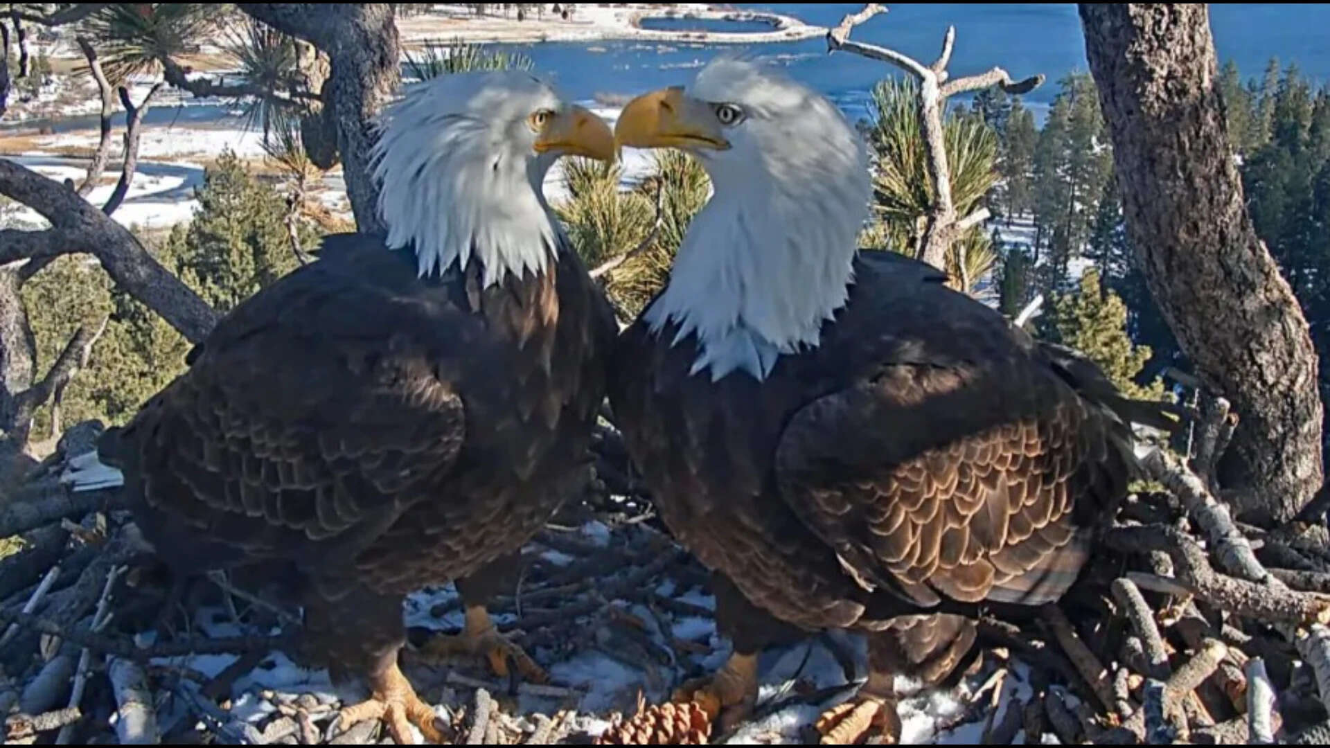 The live camera has been running since 2015 and allows people to view bald eagles. .