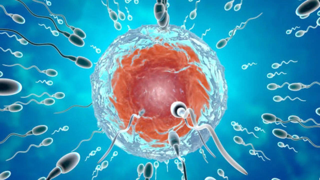 A 2005 nocturnal scrotal cooling over 8 to 12 weeks produced significant increases in sperm concentration and total count. Can icing truly boost male fertility?