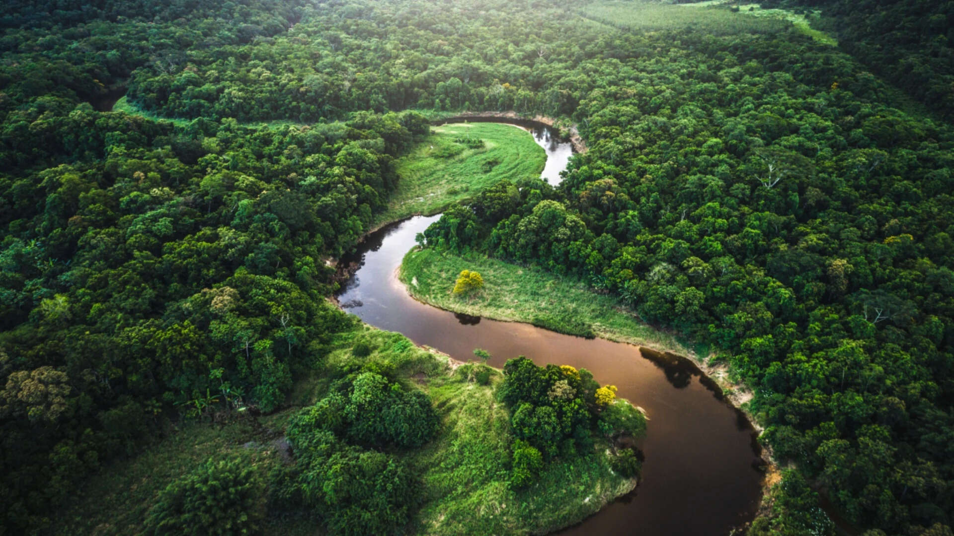 amazon forest
