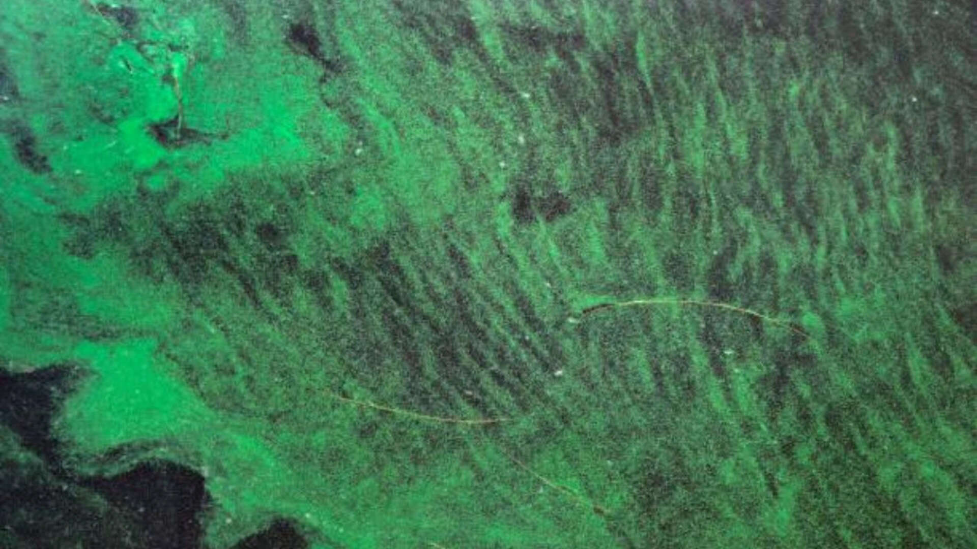 Scientists find toxins from Florida’s toxic algae blooms travel through air, raise risk of ALS