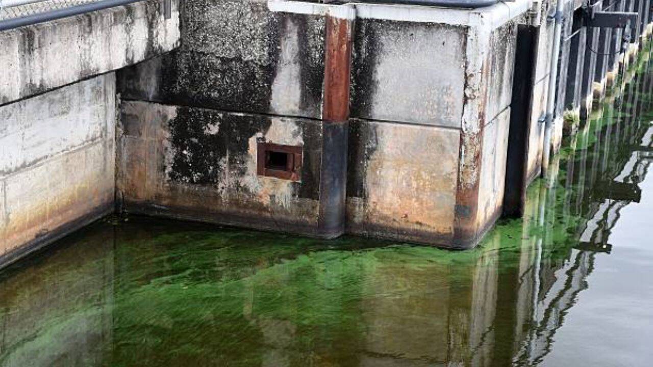 Individuals living close to lakes and estuaries with cyanobacterial blooms are at a significantly higher risk of ALS Contacting the toxins increases risk of ALS and other health problems