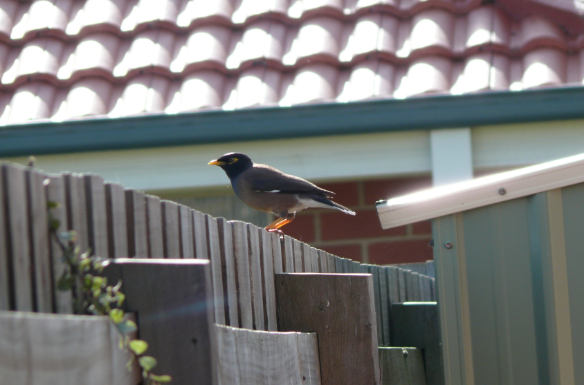 Common_Myna_(Acridotheres_tristis)