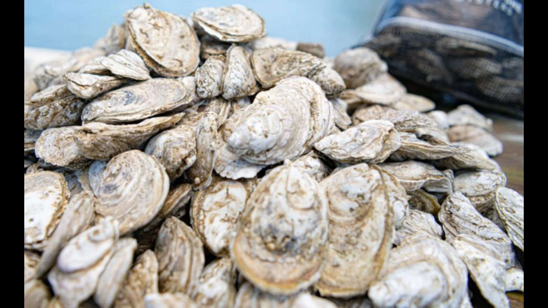 Shells were collected from seafood restaurants, where they had been discarded after meals, .