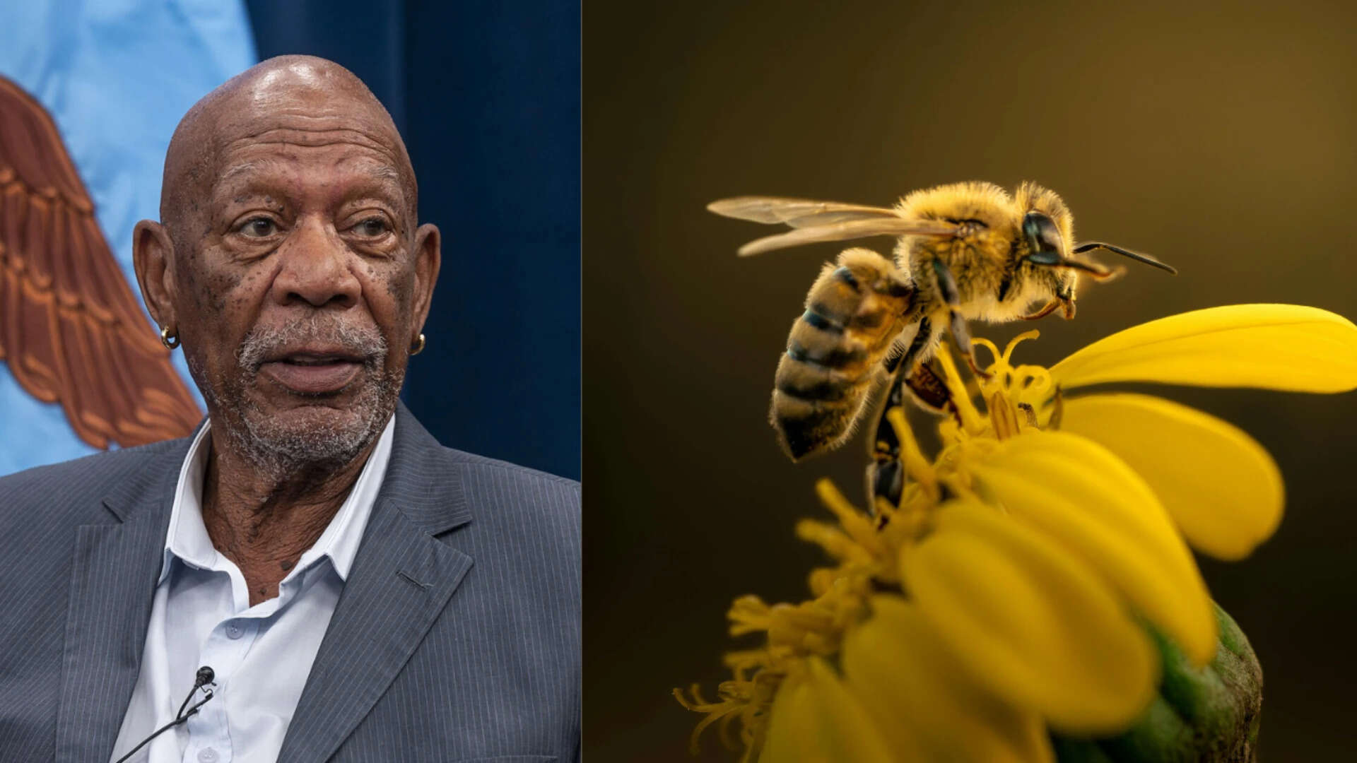 Meet Morgan Freeman: The Oscar winner who turned his 124-acre ranch into a bee sanctuary (