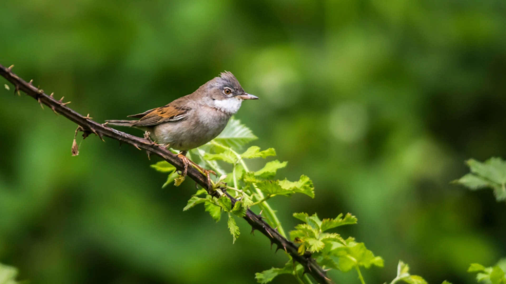 bird