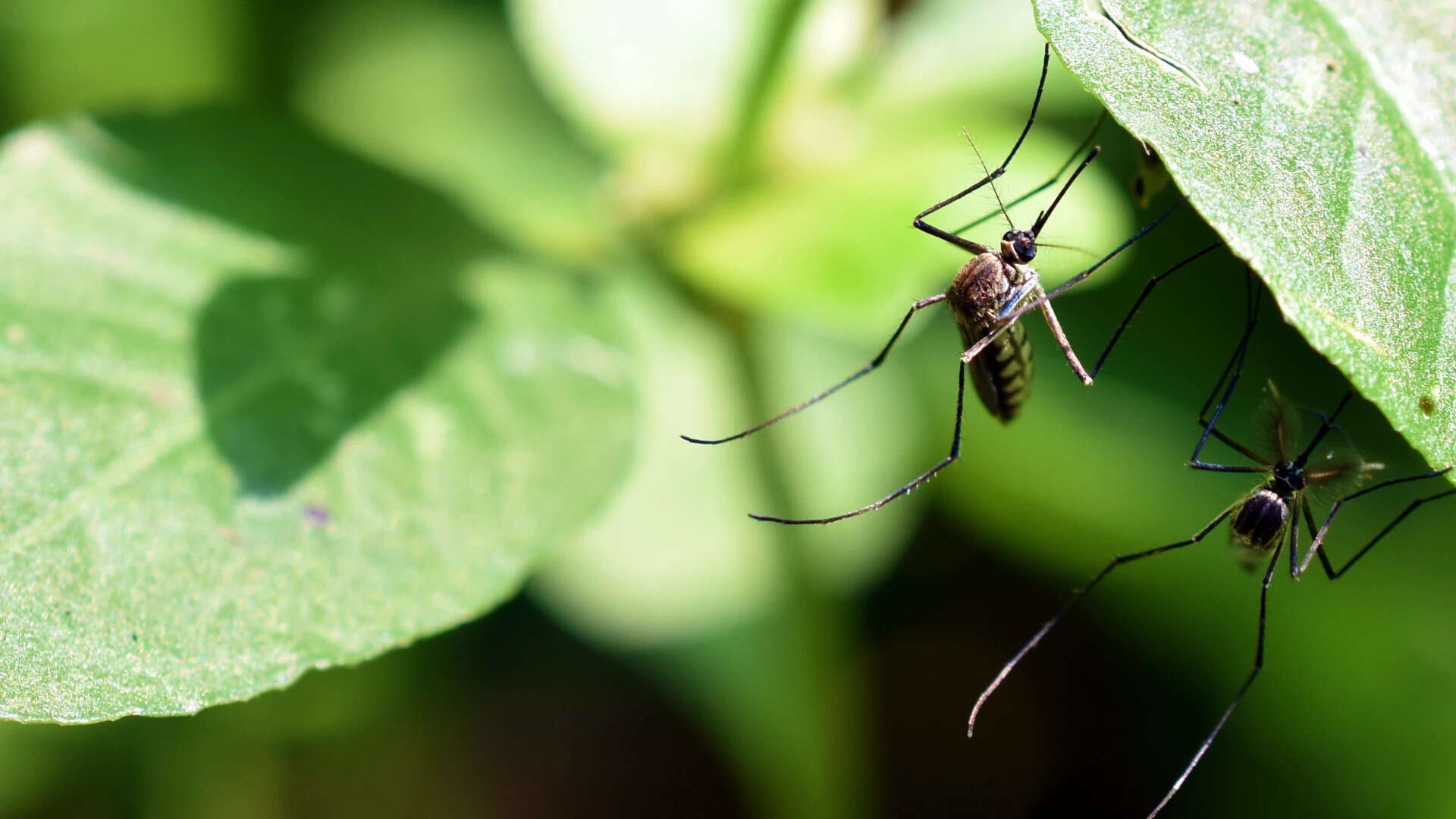 mosquito