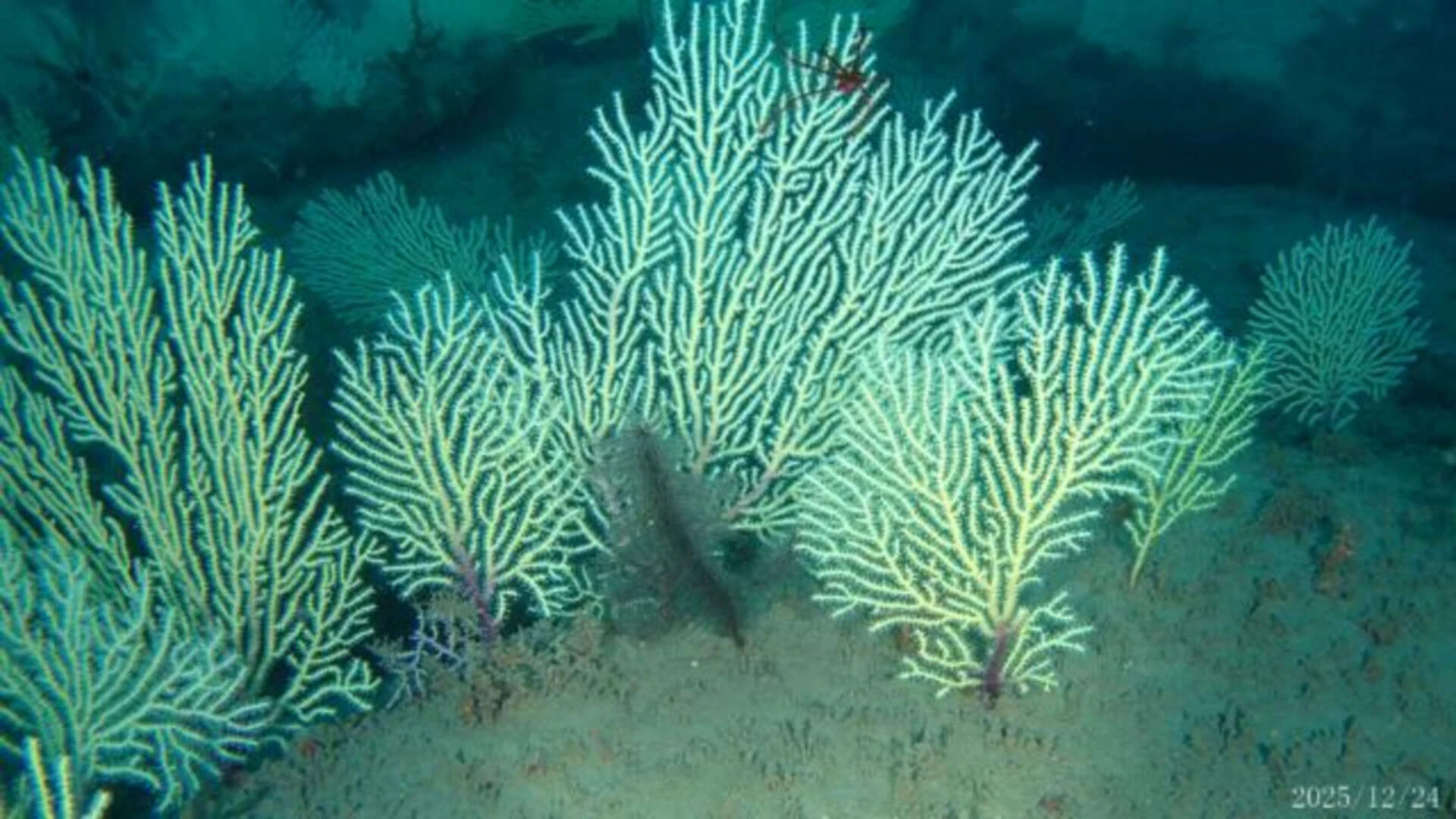 Scientists marked this coral reef as dead in the 1960s; underwater drones found it alive...