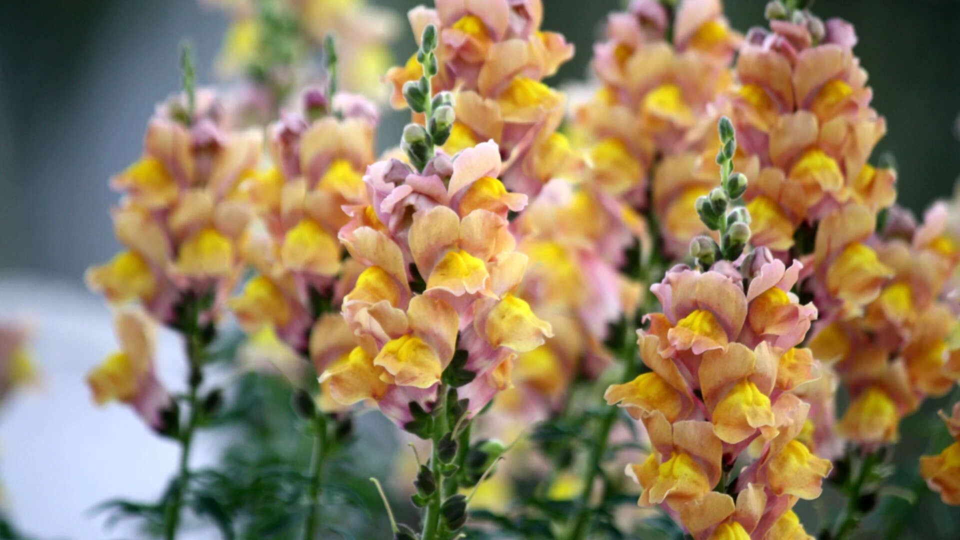 snapdragon
