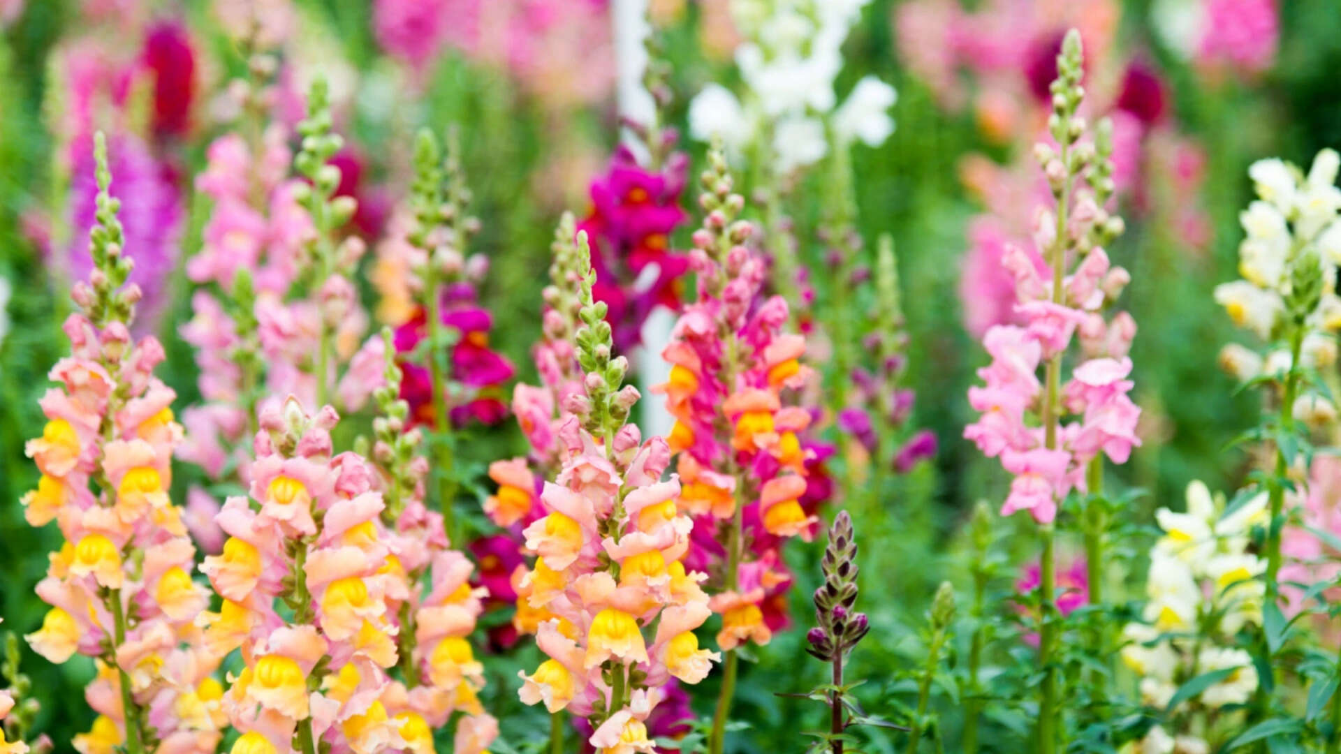 Tiny colour changes in wild snapdragons may decide which genes survive