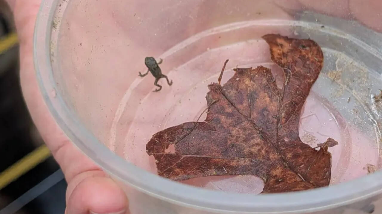 Releasing three million eggs to rebuild wild populations