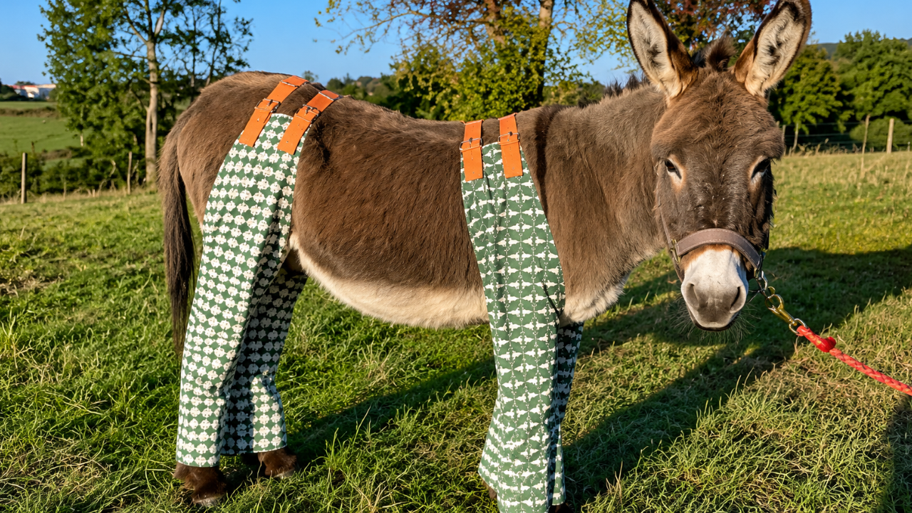 Why Donkeys in the UK Are Wearing Pyjamas This Summer