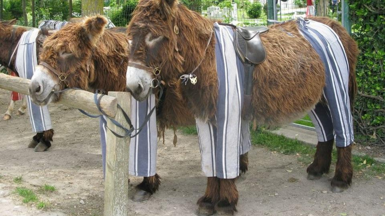 As temperatures soar, dozens of donkeys in the UK are wearing pyjamas and 'don-gerees' to stop painful insect bites, and the clever reason is winning hearts
