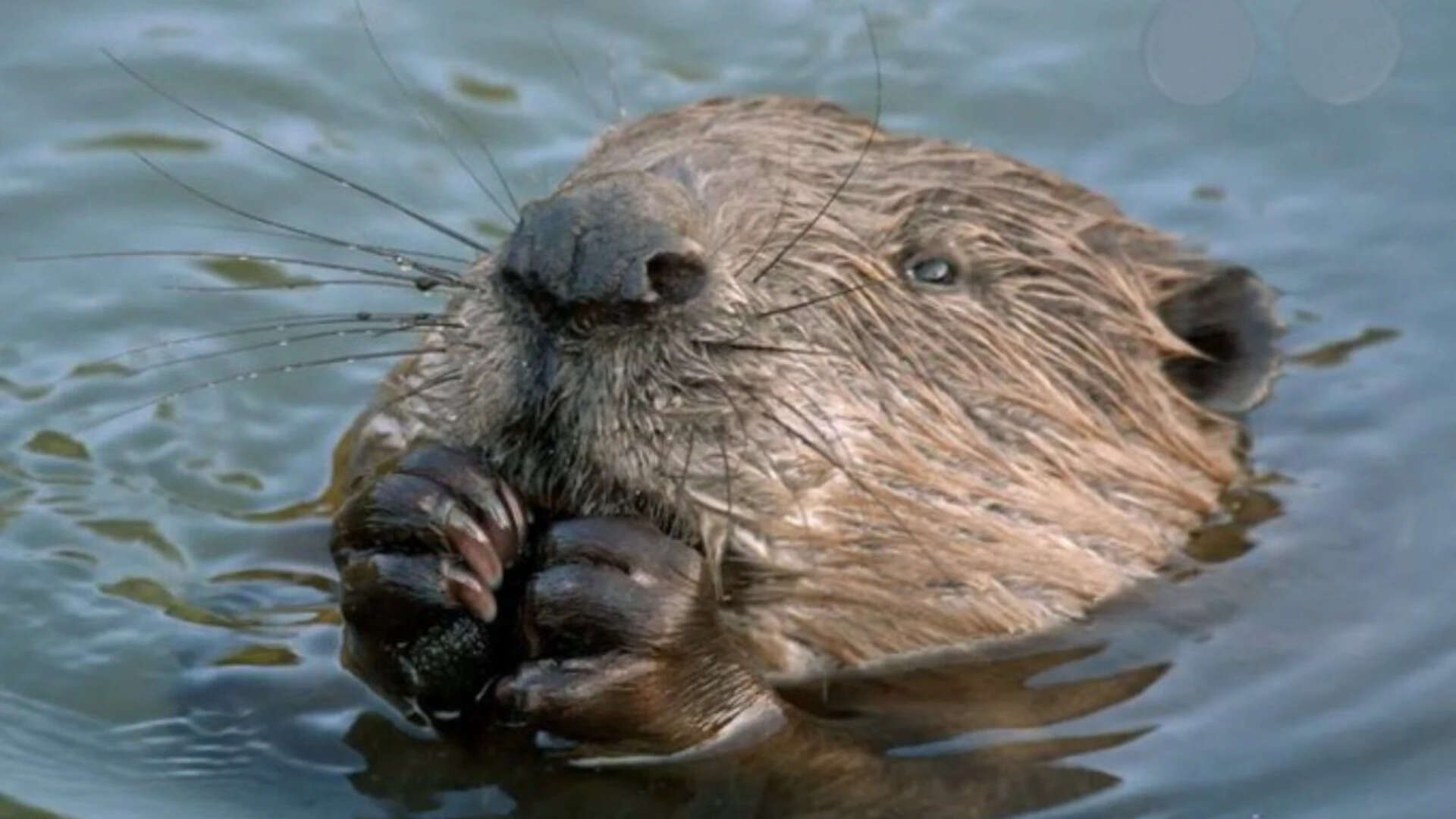 West London streets flooded annually with heavy rains: Five little beavers solved the problem for free by building an extensive dam network