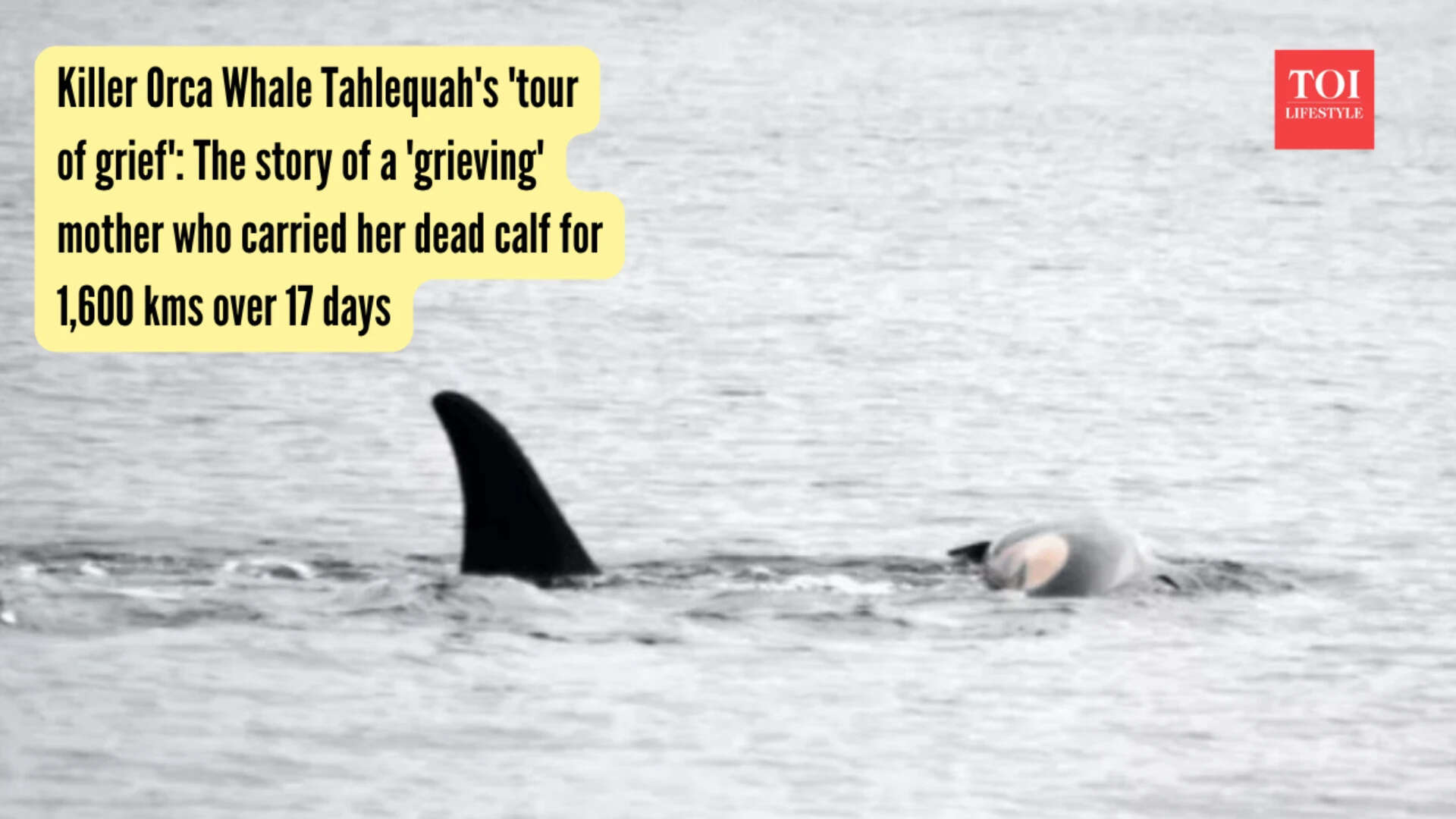 Killer Orca Whale Tahlequah's 'tour of grief' The story of a 'grieving' mother who carried her dead calf for 1,600 kms over 17 days
