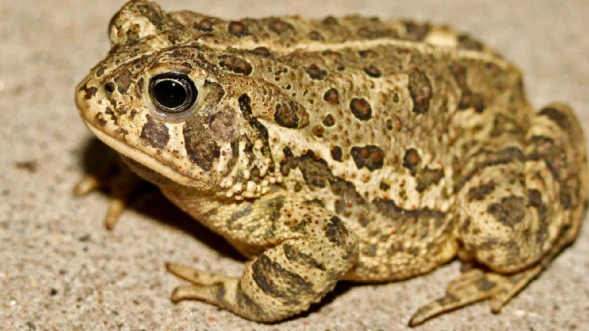 Rare Woodhouse’s toad returns to Las Vegas Springs Preserve after decades